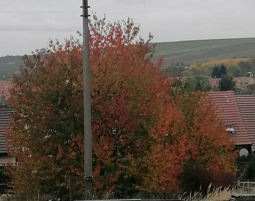 Říjen v Zelené třídě 